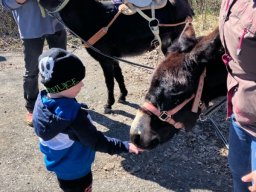 Oslí farma Křižany